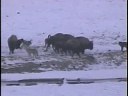 Yellowstone wolves hunting bison