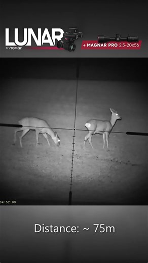 Two Roe Deer at 75m | Noxar Lunar 1.0 + Magnar PRO 2.5-20x56 (Night Vision Setup)