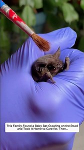 This Family Found a Baby Bat Crawling on the Road and Took It Home to Care for, Then…