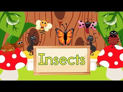 Insect Song