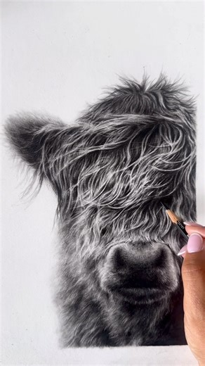 6.5K views · 447 reactions | My take on drawing a highland cow in...
