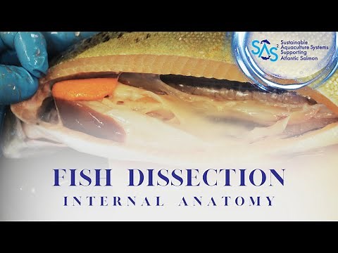 Fish Health Dissection Overview Part 2: Internal Anatomy