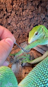 15K views · 588 reactions | Sabzi the green tree monitor (Varanus...