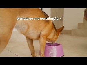 Aquadent FR3SH de Virbac: Agua que cuida su salud oral