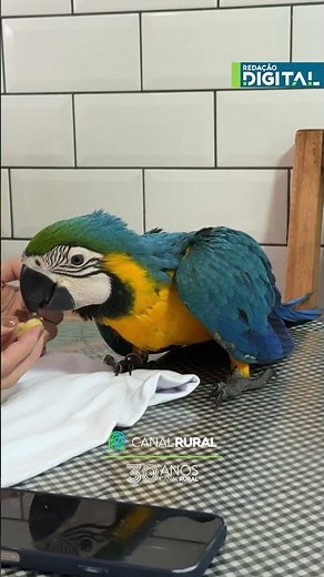 Veterinário mostra fase importante no desenvolvimento de filhote de arara
