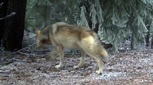 New photos show Oregon's only wolves in northern Cascades