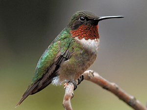 6 Types of Michigan Hummingbirds (Common & Rare Visitors)