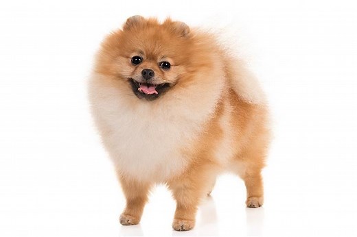 Pomeranian