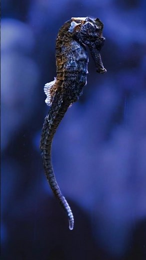 The Amazing Life of Seahorses | Incredible Ocean Creatures#shorts