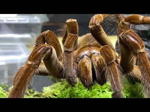 Male spiders HOW do they reproduce !!!!