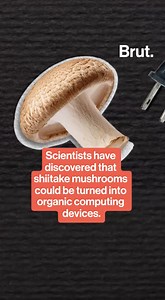 Scientists have discovered that shiitake mushrooms could be turned into organic computing devices
