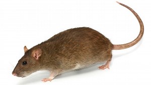 Commercial Rodent Control Services and Programs