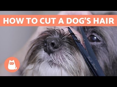 How to Groom Shih Tzus