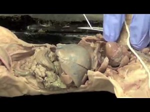 CSUN Pig Dissection BIO107L with Stephanie