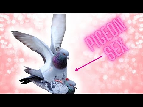 how do pigeons mate