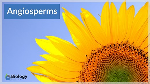 Angiosperm - Definition and Examples - Biology Online Dictionary