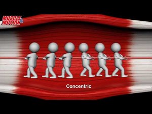 Concentric / Eccentric contraction