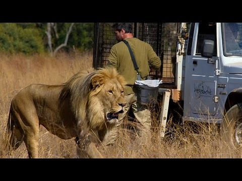 How Lions Choose Their Prey