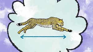 Elinor Wonders Why - That's So Interesting!: How Do Cheetahs Run So Fast? Video | PBS KIDS