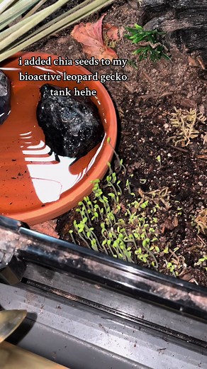 Bioactive Leopard Gecko Tank Setup Guide