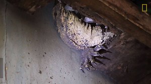 It takes more than just guts to remove a monitor lizard from a house. | Nat Geo Wild India