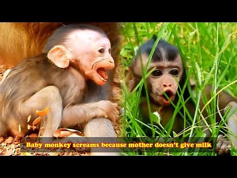Collection of videos about the lives of wild baby monkeys. The baby monkey screamed for milk