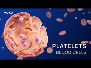 A Complete 3D Overview of Platelet Ultrastructure & Membrane Proteins