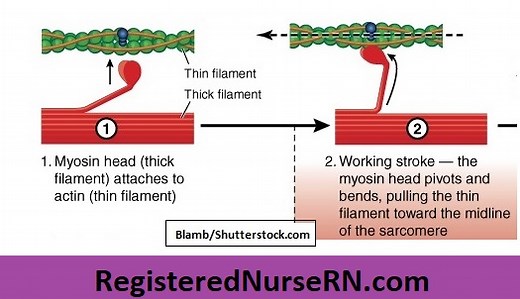 Smooth Muscle Tissue
