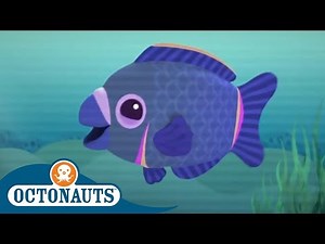 Octonauts - Meet the Parrot Fish | Songs of the Deep | Cartoons for Kids