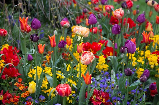 The ultimate guide to summer bulbs: what to plant, when to grow, and where to buy