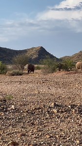 Experience the ultimate desert adventure with our Best of Namibia tour this #OnTourThursday! 🎥 Annie Klooy via TikTok | Nomad Africa Tours & Safaris