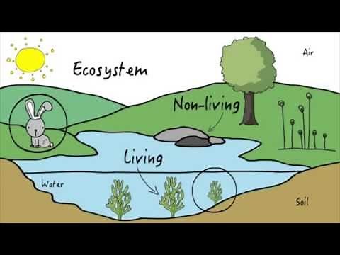 Unit 3: Ecosystems | KLU Science