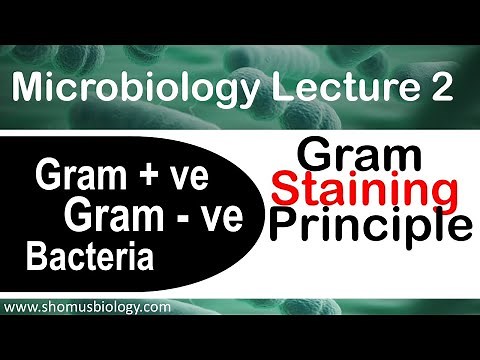 Microbiology lecture 2 | Gram positive and Gram negative bacteria Gram staining principle
