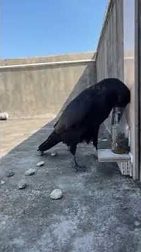 Smart Crow Solves Puzzle: Dropping Rocks to Raise Water Level!