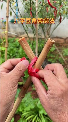 The figure-eight-shaped bean tying method has been passed down for thousands of years. The older