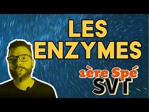 Les enzymes, des biomolécules aux propriétés catalytiques - 1ère spécialité SVT - lycée
