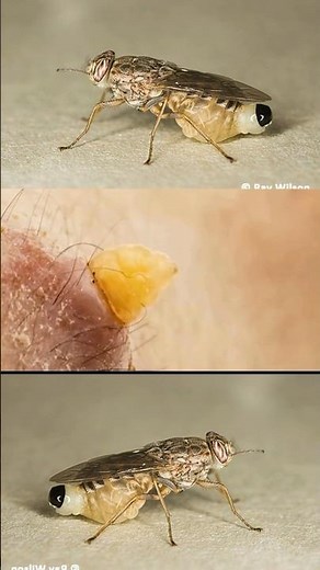 What Happens When a Bug Grows Under Your Skin?