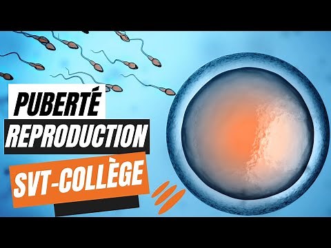 Puberty and Human Reproduction - SVT College