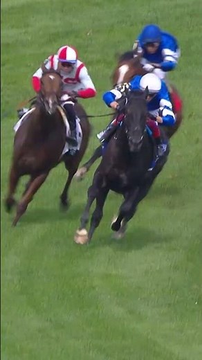 Watch Champ Rebel's Romance Win his NINTH Group 1!