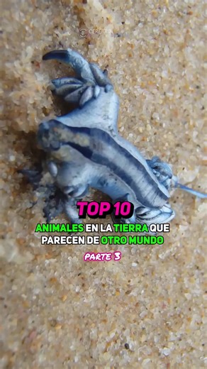 769K views · 14K reactions | Top  #Animales en la #Tierra que parecen de otro mundo | parte 3 | Cerebro Digital | Facebook