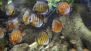 2.9K views · 68 reactions | Wild Tefe Red Spotted Green Discus - by DaveM_YT | Discus Campus | Facebook