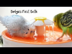 How to give Budgie's First Bath | Budgie Water Training
