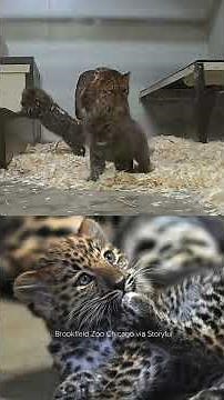 Adorable Amur Leopard Sisters 'Growing Quickly' at Brookfield Zoo