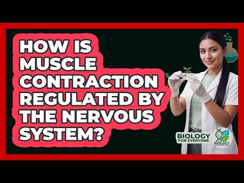 How Is Muscle Contraction Regulated by the Nervous System?