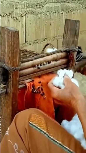 The ancient cotton seed separation process #fruitsfarm #farming