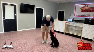 Great tips from Red Rover. Olive is doing great with her training. Thanks to Cody and his staff for all they do. Can't wait to have Olive back home. #dogtraining #obediencetraining #dogs #choclabs | Bayou Outdoors 365 | Facebook