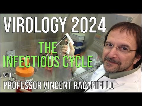 Virology Lectures 2024 #2: The Infectious Cycle