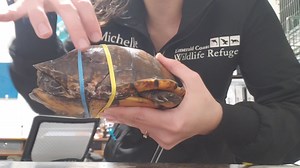 With all of our recent turtle patients, we have different injuries for each of them that we may be treating. Shell repairs can be done in a variety of methods, and this #TechTalkTuesday shows one of our more simpler methods. #ECWR #ECwildliferefuge #EmeraldCoastWildlifeRefuge | Emerald Coast Wildlife Refuge