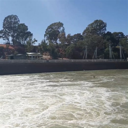 How’s the view of the mighty River Murray from Lock 4! 😍 Stationed in Bookpurnong, the lock was our most visited Riverland-based site for 2024, with around 650 boats, kayaks and other river vessels passing through the lock last year. More than 6,000 lockages were recorded at the Goolwa Barrage and nine River Murray locks managed by our team across South Australia, Victoria and New South Wales for the year, making it the highest number since the 2022-23 floods. For more information about our net