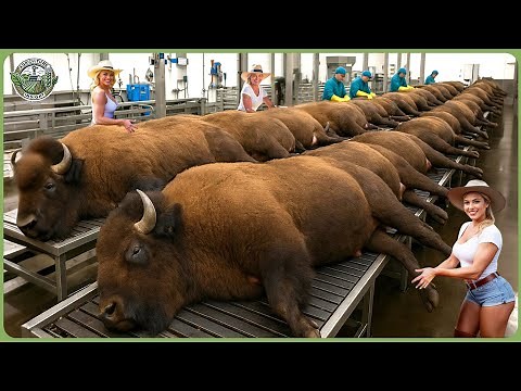 How Bisons Are Raised & Processed – Massive Bison Farming For Premium Meat